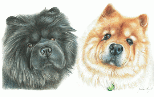 Chow-Chows