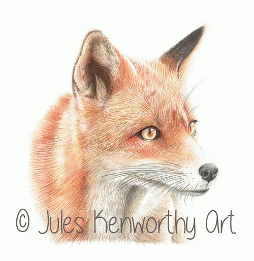 Red Fox - Detailed Coloured Pencil Drawing