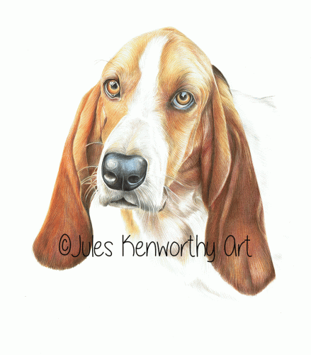 Basset Hound