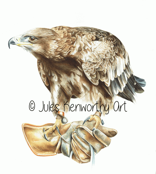 Golden Eagle - Detailed Watercolour Painting