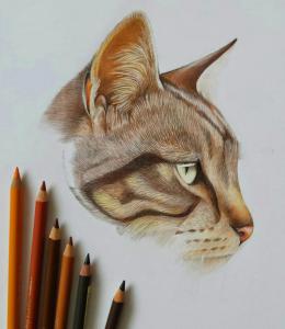 cat-drawing