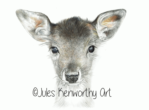 Deer Detailed Coloured Pencil Drawing