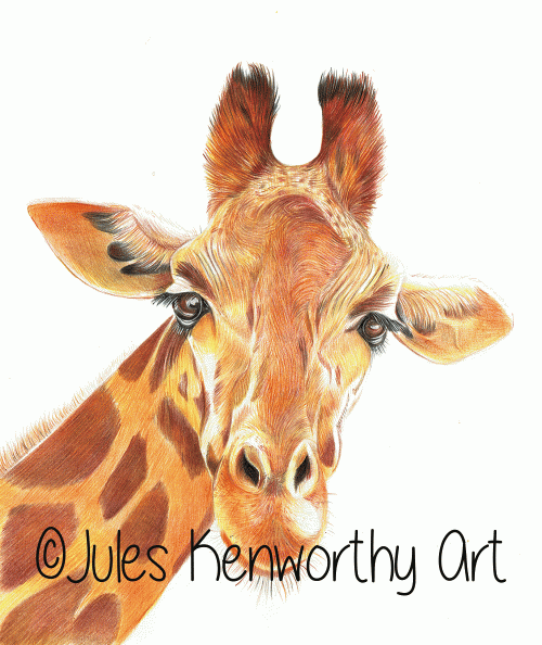 Giraffe - detailed coloured pencil drawing