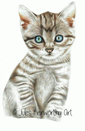 Blue eyed Kitten