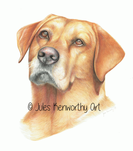 Labrador