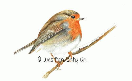 Robin Red Breast  - Detailed Coloured Pencil Drawing
