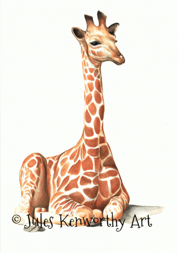 Baby Giraffe