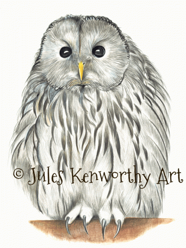 Owl Drawing in coloured pencil