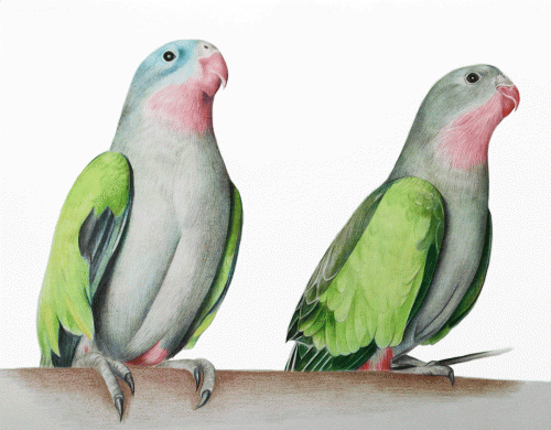 Parrots