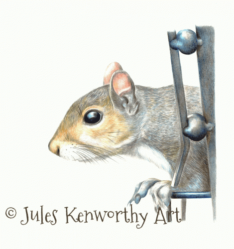 Squirrel Drawing