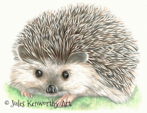 Hedgehog Drawing